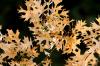 <img100*0:stuff/z/73640/Autumn%2520Trees%2520in%2520Texas/i1256175637_5.jpg>