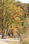 <img100*0:stuff/z/73640/Autumn%2520Upload%2520Page/i1263441286_11.jpg>