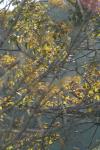 <img100*0:stuff/z/73640/Autumn%2520Upload%2520Page/i1263441286_14.jpg>