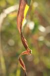 <img100*0:stuff/z/73640/Autumn%2520Upload%2520Page/i1263441286_15.jpg>