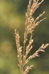 <img100*0:stuff/z/73640/Autumn%2520Upload%2520Page/i1263441286_16.jpg>
