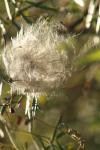 <img100*0:stuff/z/73640/Autumn%2520Upload%2520Page/i1263441286_17.jpg>