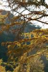 <img100*0:stuff/z/73640/Autumn%2520Upload%2520Page/i1263441286_18.jpg>