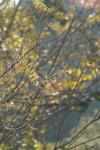 <img100*0:stuff/z/73640/Autumn%2520Upload%2520Page/i1263441286_2.jpg>
