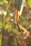 <img100*0:stuff/z/73640/Autumn%2520Upload%2520Page/i1263441286_4.jpg>