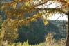<img100*0:stuff/z/73640/Autumn%2520Upload%2520Page/i1263441286_6.jpg>