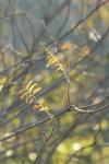 <img100*0:stuff/z/73640/Autumn%2520Upload%2520Page/i1263441286_8.jpg>
