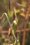 <img100*0:stuff/z/73640/Autumn%2520Upload%2520Page/i1263441286_9.jpg>