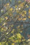 <img100*0:stuff/z/73640/Autumn%2520Upload%2520Page/i1263441287_20.jpg>