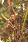 <img100*0:stuff/z/73640/Autumn%2520Upload%2520Page/i1263441287_21.jpg>