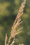 <img100*0:stuff/z/73640/Autumn%2520Upload%2520Page/i1263441287_22.jpg>