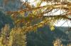 <img100*0:stuff/z/73640/Autumn%2520Upload%2520Page/i1263441287_25.jpg>
