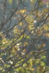 <img100*0:stuff/z/73640/Autumn%2520Upload%2520Page/i1263441287_26.jpg>