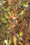 <img100*0:stuff/z/73640/Autumn%2520Upload%2520Page/i1263441287_27.jpg>