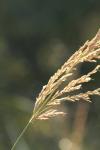 <img100*0:stuff/z/73640/Autumn%2520Upload%2520Page/i1263441287_28.jpg>