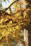<img100*0:stuff/z/73640/Autumn%2520Upload%2520Page/i1263441287_31.jpg>