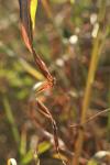<img100*0:stuff/z/73640/Autumn%2520Upload%2520Page/i1263441287_33.jpg>