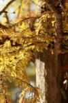 <img100*0:stuff/z/73640/Autumn%2520Upload%2520Page/i1263441287_37.jpg>