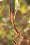 <img100*0:stuff/z/73640/Autumn%2520Upload%2520Page/i1263441287_38.jpg>