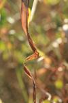 <img100*0:stuff/z/73640/Autumn%2520Upload%2520Page/i1263441287_39.jpg>