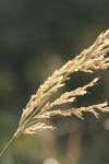 <img100*0:stuff/z/73640/Autumn%2520Upload%2520Page/i1263441287_40.jpg>