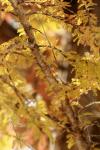 <img100*0:stuff/z/73640/Autumn%2520Upload%2520Page/i1263442497_2.jpg>
