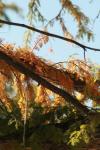 <img100*0:stuff/z/73640/Autumn%2520Upload%2520Page/i1263442497_3.jpg>