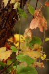 <img100*0:stuff/z/73640/Autumn%2520Upload%2520Page/i1263442497_4.jpg>