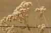 <img100*0:stuff/z/73640/Autumn%2520Upload%2520Page/i1263442497_7.jpg>