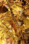 <img100*0:stuff/z/73640/Autumn%2520Upload%2520Page/i1263442497_8.jpg>