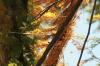 <img100*0:stuff/z/73640/Autumn%2520Upload%2520Page/i1263442497_9.jpg>