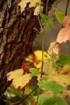 <img100*0:stuff/z/73640/Autumn%2520Upload%2520Page/i1263442498_10.jpg>