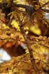 <img100*0:stuff/z/73640/Autumn%2520Upload%2520Page/i1263442498_14.jpg>