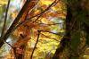 <img100*0:stuff/z/73640/Autumn%2520Upload%2520Page/i1263442498_15.jpg>