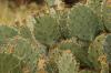 <img100*0:stuff/z/73640/Autumn%2520Upload%2520Page/i1263442498_17.jpg>