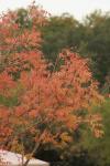 <img100*0:stuff/z/73640/Autumn%2520Upload%2520Page/i1263442498_18.jpg>