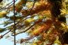 <img100*0:stuff/z/73640/Autumn%2520Upload%2520Page/i1263442498_20.jpg>