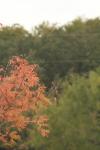 <img100*0:stuff/z/73640/Autumn%2520Upload%2520Page/i1263442499_24.jpg>