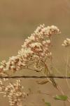 <img100*0:stuff/z/73640/Autumn%2520Upload%2520Page/i1263442499_25.jpg>