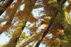 <img100*0:stuff/z/73640/Autumn%2520Upload%2520Page/i1263442499_26.jpg>
