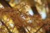 <img100*0:stuff/z/73640/Autumn%2520Upload%2520Page/i1263442499_27.jpg>