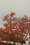 <img100*0:stuff/z/73640/Autumn%2520Upload%2520Page/i1263442499_28.jpg>