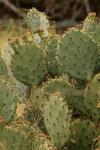 <img100*0:stuff/z/73640/Autumn%2520Upload%2520Page/i1263442499_29.jpg>