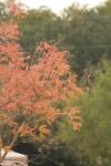 <img100*0:stuff/z/73640/Autumn%2520Upload%2520Page/i1263442499_30.jpg>