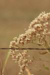 <img100*0:stuff/z/73640/Autumn%2520Upload%2520Page/i1263442499_31.jpg>