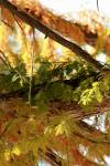<img100*0:stuff/z/73640/Autumn%2520Upload%2520Page/i1263442499_32.jpg>