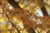 <img100*0:stuff/z/73640/Autumn%2520Upload%2520Page/i1263442500_33.jpg>