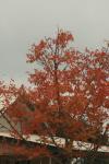 <img100*0:stuff/z/73640/Autumn%2520Upload%2520Page/i1263442500_34.jpg>