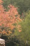 <img100*0:stuff/z/73640/Autumn%2520Upload%2520Page/i1263442500_36.jpg>