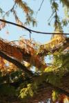 <img100*0:stuff/z/73640/Autumn%2520Upload%2520Page/i1263442500_38.jpg>